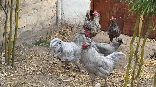 Backyard chickens and roosters on straw near stone wall, rustic farmyard scene for agriculture and homestead use, calm rural mood, springtime poultry care