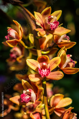 Vielblumige Traube einer Cymbidium-Orchidee (Kahnorchidee) im Sonnenlicht