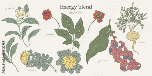 botanical illustration set of energy tea herbs
