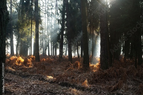 Wallpaper Mural Sunlight filters through evergreen tree trunks onto a forest floor covered in brown ferns and dry leaves. Torontodigital.ca