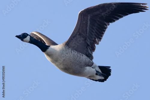 Canada goose