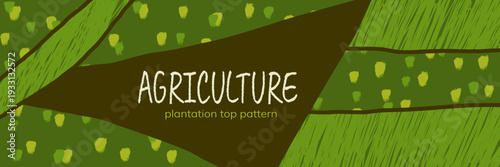 Field farm vineyard for pattern abstract top and agriculture view texture.