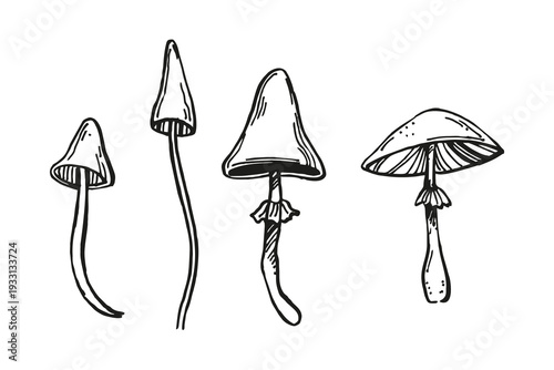 monochrome vector set of toadstool, mushrooms, wild forest plant, toxic autumn boletus, witchcraft, black illustration of poisonous lamellar mushrooms, hand drawn sketch of mystic potion, fairy tale