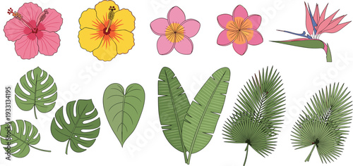 Tropical flowers and leaves collection with hibiscus palm monstera and botanical plant elements