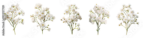 Gypsophila sprigs displaying numerous small white blooms and green stems, creating a natural botanical pattern useful for backgrounds, wedding themes, or decorative elements