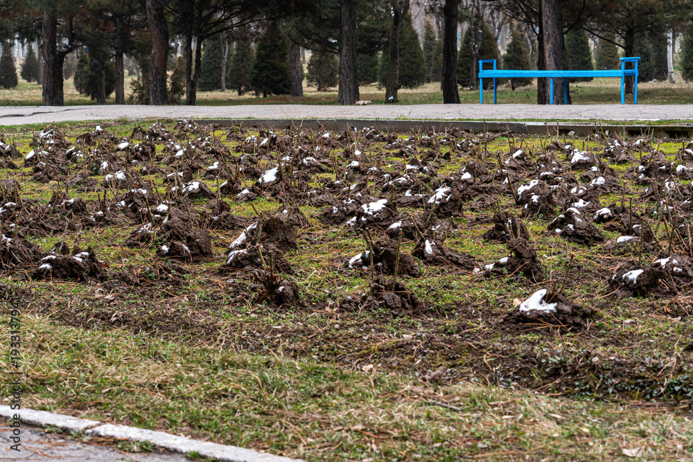 Obraz premium A large flower bed in a public park with rose bushes prepared for spring, showing pruned plants with some snow and soil around them. A blue bench and trees are visible in the background.