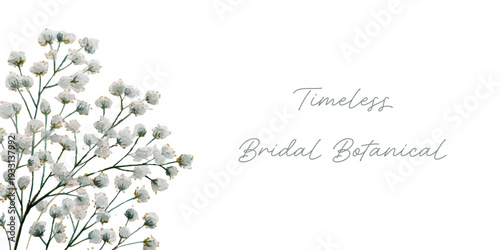 Watercolor baby's breath flowers creating a delicate botanical border, forming an elegant floral design for wedding invitations, bridal events, and timeless celebrations