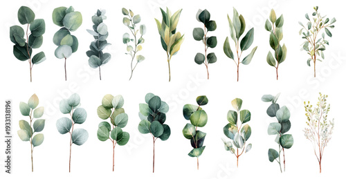 Watercolor eucalyptus leaves and branches composing a botanical collection for wedding invitations, posters, patterns, and elegant graphic design