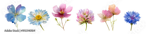 Watercolor wildflower set featuring blue cornflower, pink cosmos, clover and daisy blooms on a clean white background, perfect for spring and nature inspired designs