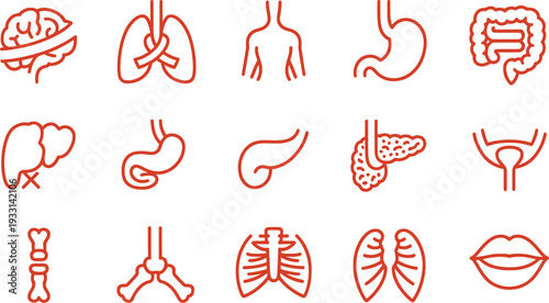 Set of 15 human organ icons vector