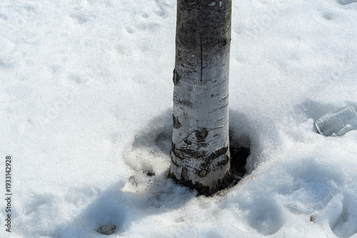 Tree trunk base surrounded by melting snow and ice surface.