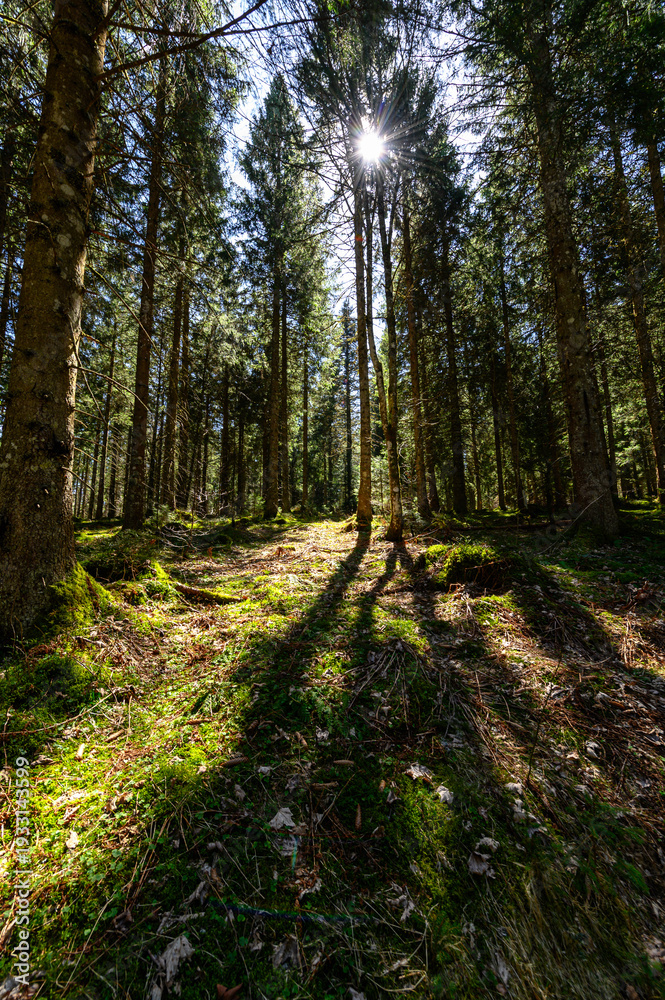 Obraz premium Backlit Forest Path