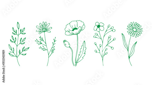 Botanical botanical drawing of various wild flowers