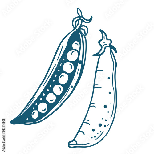 Handdrawn vector sketch Illustration of pea pod.