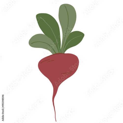 Vector illustration of a vegetable. Bright beetroot with green leaves. Illustration with the aroma of summer and borscht