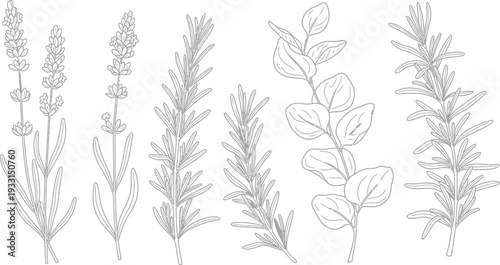Hand drawn illustration of various herbs including lavender and rosemary plants