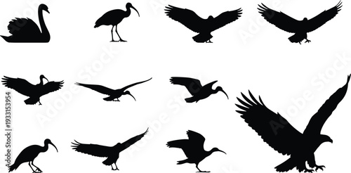 Black vector bird silhouettes collection including flying eagle graceful swan and long billed ibis isolated on white background for nature wildlife and graphic design projects.