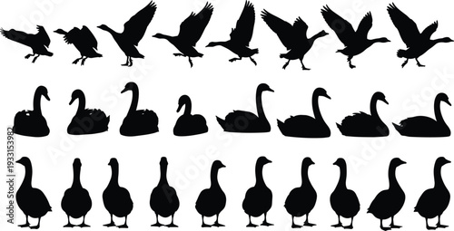 Black Waterfowl Silhouette Vector Set Featuring Geese Swans and Ducks in Various Poses Including Flying Swimming Standing and Walking for Nature Graphic Design Projects
