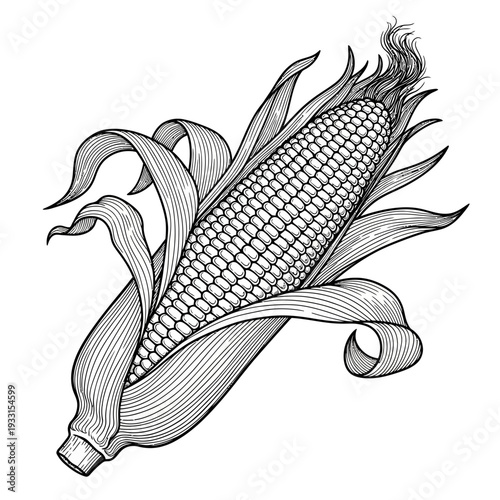Black and white illustration of an ear of corn