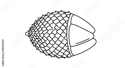 acorn with cap, line art