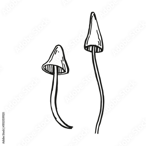 monochrome vector mushrooms, wild forest plant, toxic autumn boletus, witchcraft, black illustration of poisonous lamellar mushrooms, mystic potion, hand drawn sketch, fairy tale, food preparation