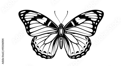 black and white butterfly illustration