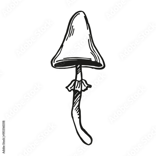 monochrome vector toadstool, mushrooms, wild forest plant, toxic autumn boletus, witchcraft, black illustration of poisonous lamellar mushrooms, hand drawn sketch of mystic potion, fairy tale