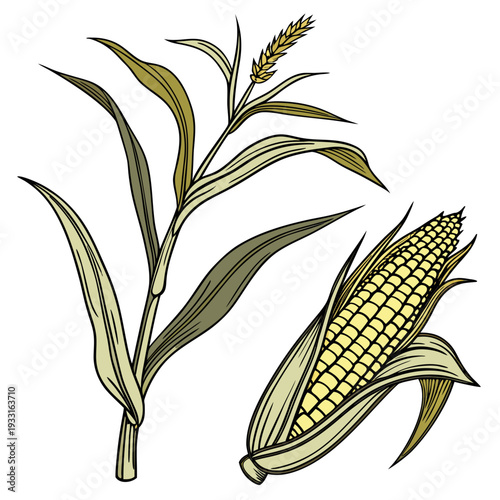Corn stalk with husked ear and folded leaves ear of corn
