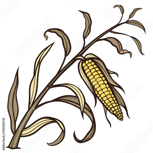 Single golden corn cob on dried plant stem with dried leaves