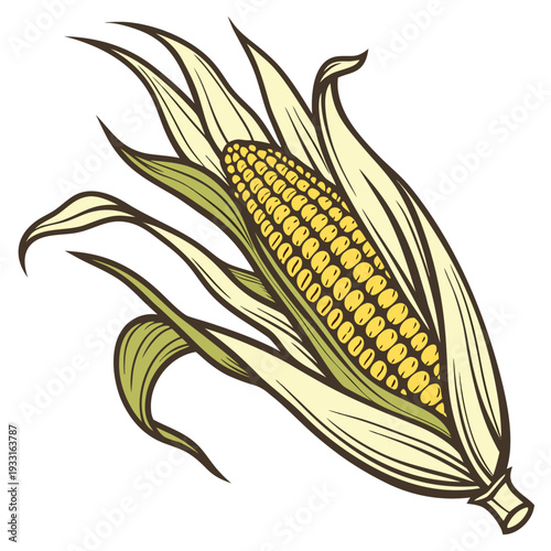 Single ripe corn ear with organic leaf curves ear of corn
