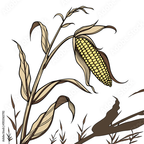 Single golden corn cob on dried plant stem with husk