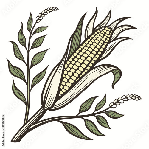 Single corn cob with green leaves and stem ear of corn