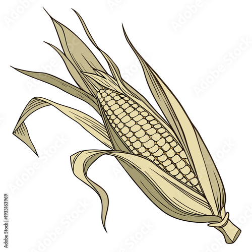 Single maize ear with husk and leaves corn ear of corn