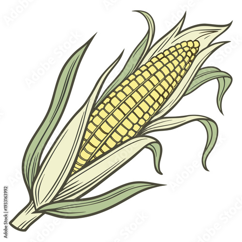 Ripe yellow corn ear with partially removed husk and green leaves