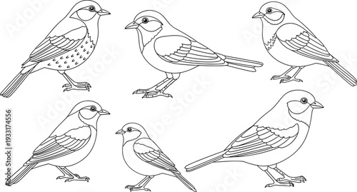 A collection of six detailed bird illustrations on transparent background