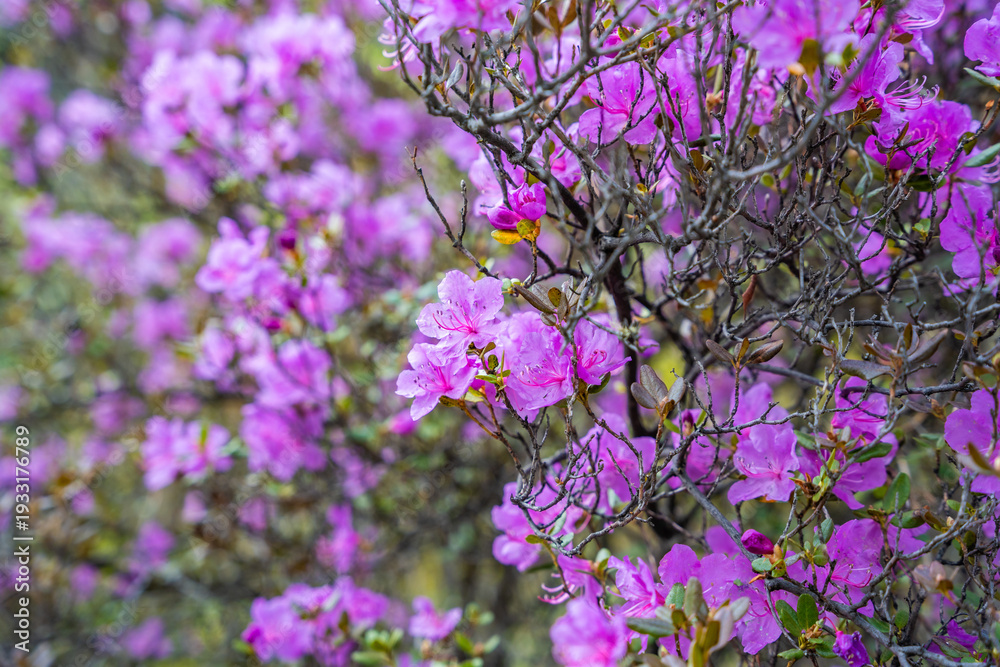 Obraz premium Close up of blooming maralnik flowers in spring near Teletskoye lake Altai Russia. Vivid seasonal flora in wild mountain nature