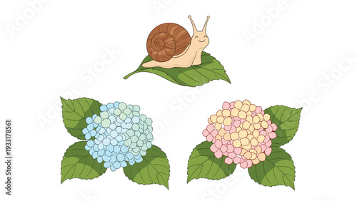 Cute snail crawling on a green leaf above two beautiful blue and pink hydrangea flowers blooming during the rainy season in a natural garden.