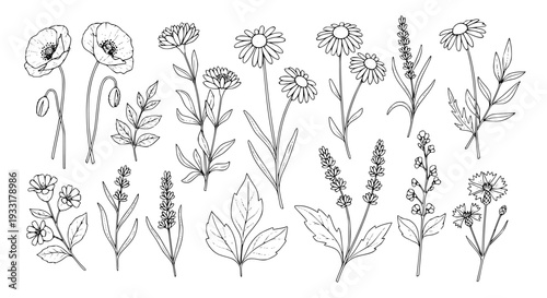 Elegant hand-drawn botanical elements collection featuring delicate floral illustrations, intricate flower designs, and organic plant sketches for diverse creative projects