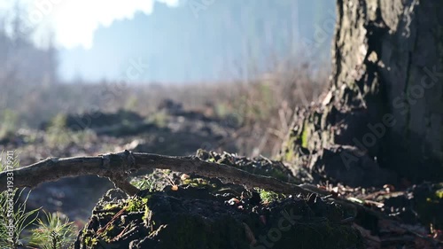 Wallpaper Mural Close-up of a tree base and forest ground with water vapor rising from the moss and soil in the morning light. Torontodigital.ca