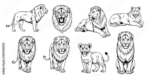 Hand Drawn Lion Sketch Set Realistic Wild Animal Line Art Vector Isolated on White