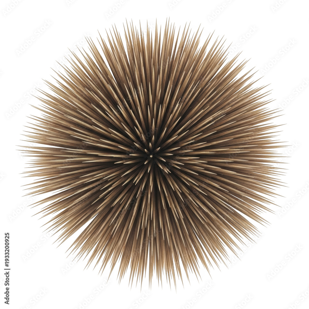 Obraz premium A brown sea urchin with long sharp spines isolated on transparent background