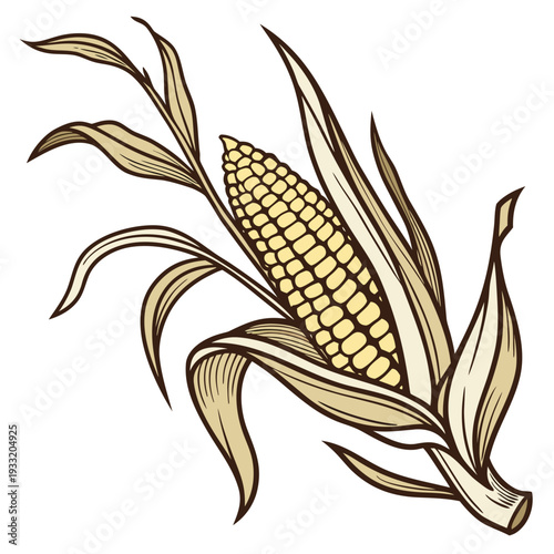 Ripe corn ear with husk and leaves ear of corn botanical