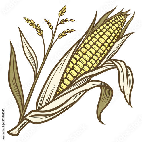 Ripe corn ear with husk and leaves ear of corn husk