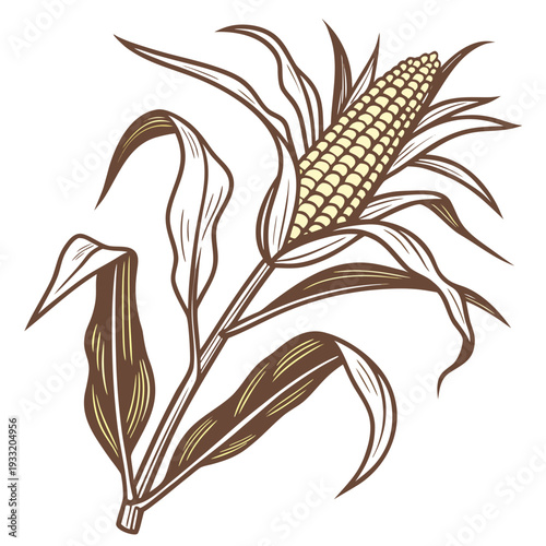 Ripe corn ear with leaves botanical ear of corn textured