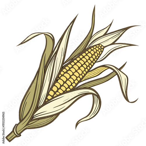 Single maize cob with dried leaf wrap corn ear of corn