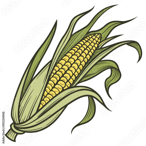 Yellow corn ear with partially peeled back green leaves
