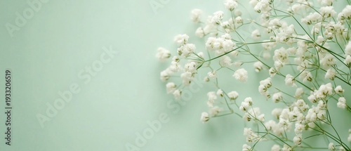 Delicate White Flowers Arranged on a Mint Green Background for a Creative Pro...