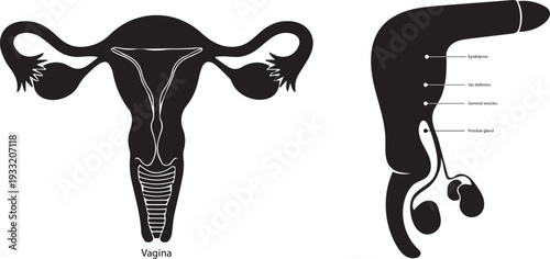 Human Reproductive System Icons: Male and Female Anatomy Silhouettes with Labels