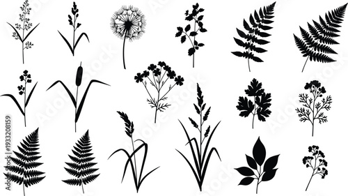 Black botanical silhouettes collection featuring fern leaves, dandelion, cattails and wildflowers isolated on white background, minimalist floral vector set for logo and print design