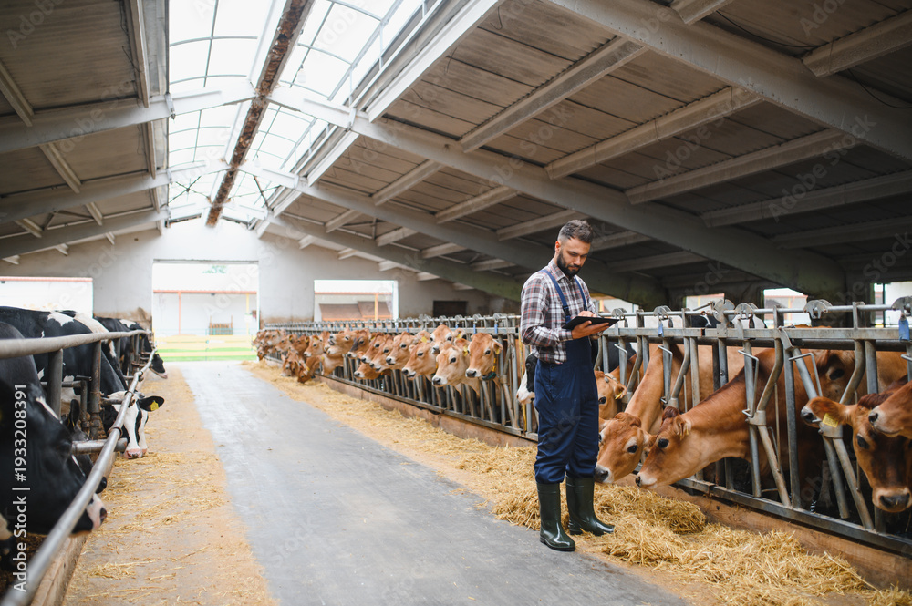 Fototapeta premium Farmer using tablet and monitoring cows in modern barn